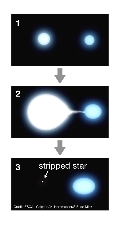 Impressione artistica di una stella che viene spogliata da una compagna binaria. Il terzo pannello raffigura la fase in cui queste stelle vengono osservate nel presente lavoro. Sul sito web dell'Eso è possibile vedere un filmato che mostra l’evoluzione del sistema binario. Crediti: Eso/L. Calçada/M. Kornmesser/S.E. de Mink