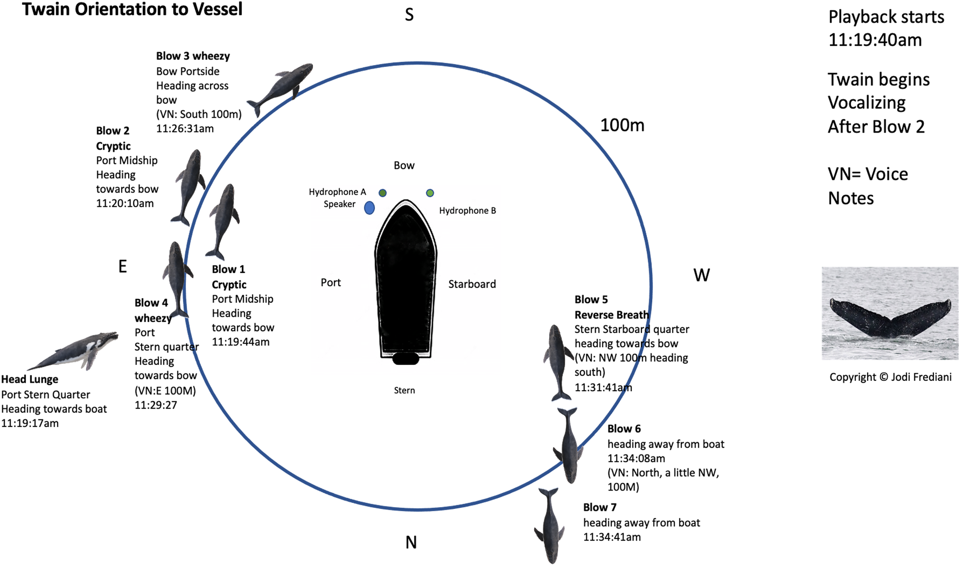 Tracciamento di Twain durante l’esperimento. Lo schema indica la posizione e il comportamento della megattera intorno alla barca del team di ricerca. Sono indicati gli idrofoni e il posizionamento degli altoparlanti. Crediti: McCowan et al., Peer J, 2023