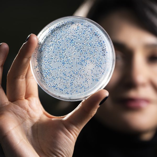 Betül Kaçar, professoressa associata di batteriologia, mostra una piastra di Petri contenente microbi azotofissatori. Crediti: Jeff Miller / UW–Madison