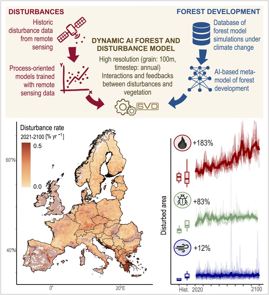 Viene mostrato un framework di simulazione che combina modelli di disturbo orientati ai processi, addestrati con dati di telerilevamento, e simulazioni di modelli di processo locali in un modello dinamico di foresta e disturbo basato sul deep learning (in alto). Questo framework è stato utilizzato per simulare i futuri regimi di disturbo forestale in Europa con una risoluzione spaziale di 100 metri (in basso a sinistra) e un passo temporale annuale (in basso a destra). I nostri risultati mostrano che i disturbi nelle foreste europee aumenteranno nel corso del XXI secolo (mostrati qui per uno scenario di riscaldamento inarrestabile).